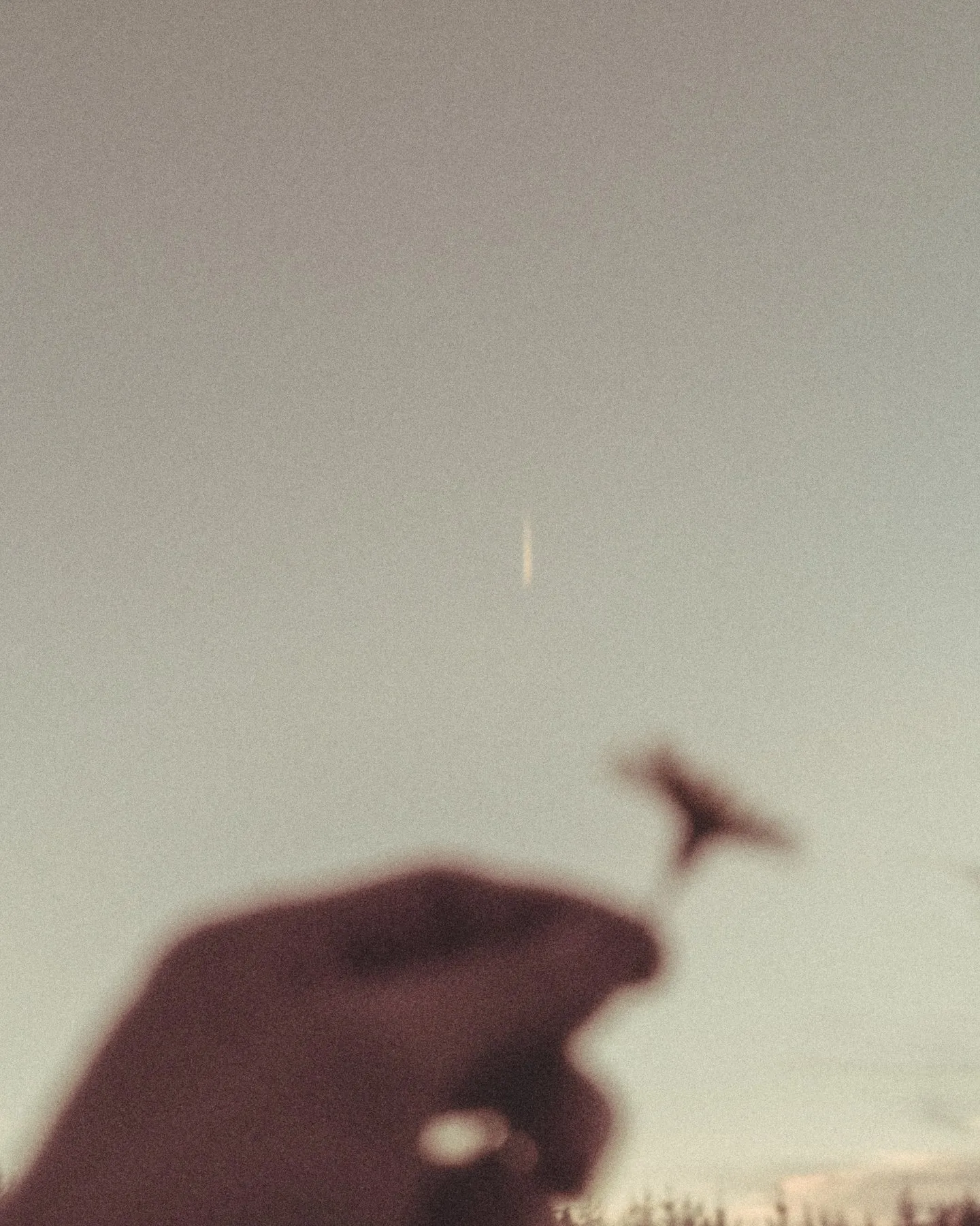 A hand holding a small wildflower up to a pale evening sky